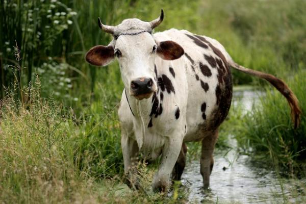 Hooves Thunder in Tulsa: The Thrilling Tradition of the TBT Tulsa Cow Race