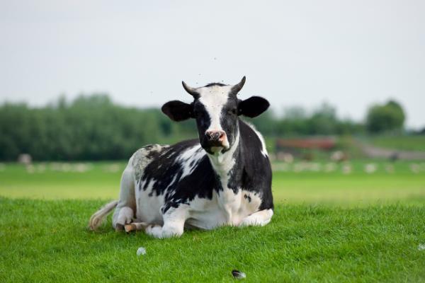 The TBT Tulsa Cow Race: A Quirky Tradition That’s Udderly Unforgettable